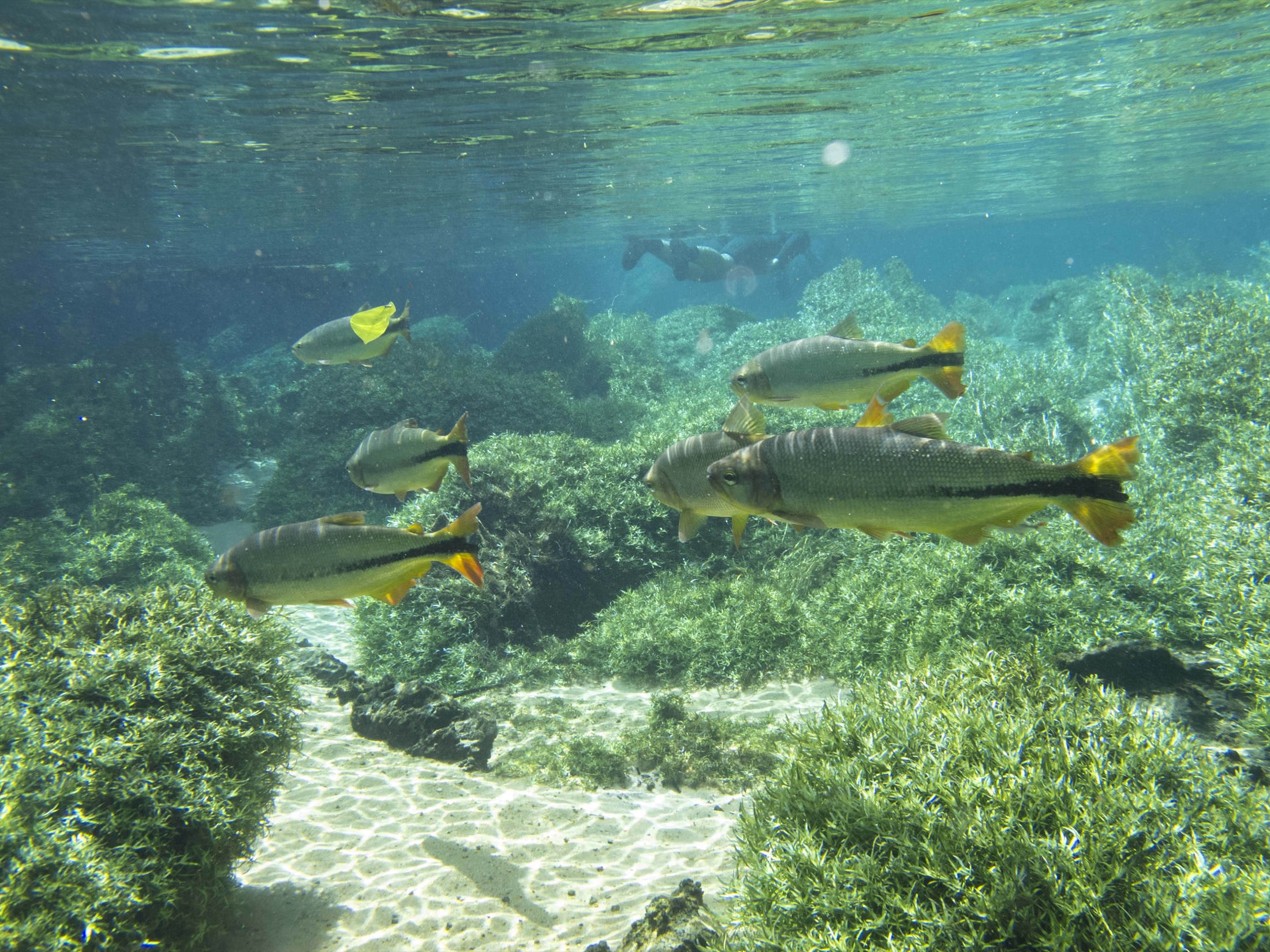 Peixes em águas cristalinas do Rio da Prata, em Jardim